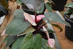 Prismacolor Pink Princess Philodendron (Philodendron 'Pink Princess') at Green Haven Garden Centre