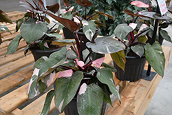 Prismacolor Pink Princess Philodendron (Philodendron 'Pink Princess') at Green Haven Garden Centre