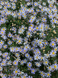 Woods Blue Aster (Symphyotrichum 'Woods Blue') at Green Haven Garden Centre