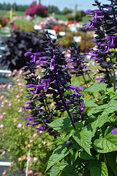 Rockin' Deep Purple Sage (Salvia 'BBSAL09001') at Green Haven Garden Centre
