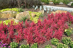 Dragon's Breath Plumed Celosia (Celosia plumosa 'Dragon's Breath') at Green Haven Garden Centre