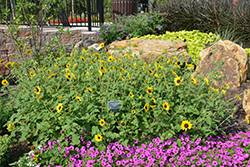 Suncredible Yellow (Helianthus 'Suncredible Yellow') at Green Haven Garden Centre