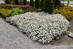 Supertunia Vista Silverberry Petunia (Petunia 'Supertunia Vista Silverberry') at Green Haven Garden Centre