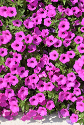 Supertunia Vista Jazzberry Petunia (Petunia 'Supertunia Vista Jazzberry') at Green Haven Garden Centre