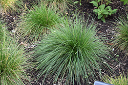 Tufted Hair Grass (Deschampsia cespitosa) at Green Haven Garden Centre