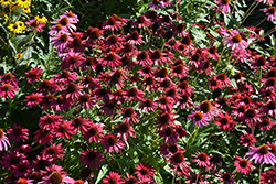 Sombrero Baja Burgundy Coneflower (Echinacea 'Balsombabur') at Green Haven Garden Centre