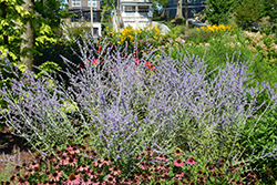 Russian Sage (Perovskia atriplicifolia) at Green Haven Garden Centre