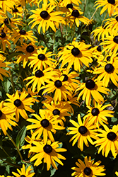 Black Eyed Susan (Rudbeckia fulgida 'Goldsturm') at Green Haven Garden Centre