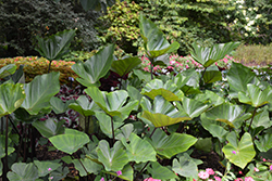 Coffee Cups Elephant Ear (Colocasia esculenta 'Coffee Cups') at Green Haven Garden Centre