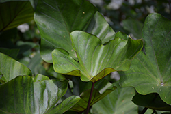 Coffee Cups Elephant Ear (Colocasia esculenta 'Coffee Cups') at Green Haven Garden Centre