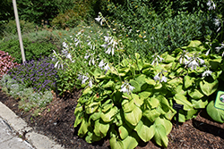 Guacamole Hosta (Hosta 'Guacamole') at Green Haven Garden Centre