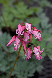 Pink Diamonds Fern-leaved Bleeding Heart (Dicentra 'Pink Diamonds') at Green Haven Garden Centre