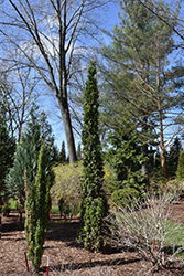 Sting Arborvitae (Thuja occidentalis 'SMNTOO') at Green Haven Garden Centre