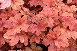Peachberry Ice Coral Bells (Heuchera 'Peachberry Ice') at Green Haven Garden Centre