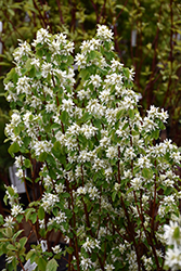 Standing Ovation Serviceberry (Amelanchier alnifolia 'Obelisk') at Green Haven Garden Centre