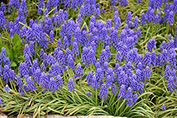 Grape Hyacinth (Muscari armeniacum) at Green Haven Garden Centre