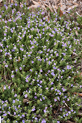 Blue Woolly Speedwell (Veronica pectinata) at Green Haven Garden Centre