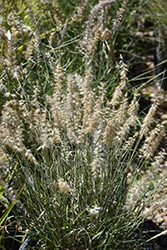 Karley Rose Oriental Fountain Grass (Pennisetum orientale 'Karley Rose') at Green Haven Garden Centre