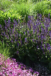 Violet Riot Sage (Salvia nemorosa 'Violet Riot') at Green Haven Garden Centre