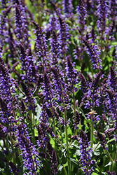 Violet Riot Sage (Salvia nemorosa 'Violet Riot') at Green Haven Garden Centre