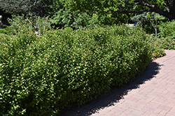Alpine Currant (Ribes alpinum) at Green Haven Garden Centre