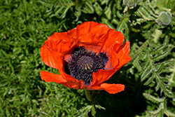 Beauty of Livermere Poppy (Papaver orientale 'Beauty of Livermere') at Green Haven Garden Centre