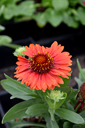 Spintop Red Blanket Flower (Gaillardia aristata 'SpinTop Red') at Green Haven Garden Centre