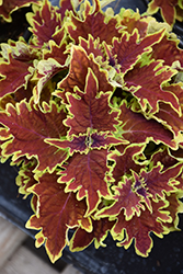Copperhead Coleus (Solenostemon scutellarioides 'Copperhead') at Green Haven Garden Centre
