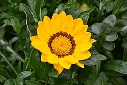 New Day Yellow Gazania (Gazania 'PAS1346162') at Green Haven Garden Centre
