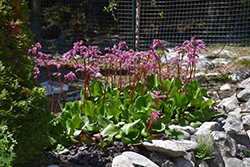 Heartleaf Bergenia (Bergenia cordifolia) at Green Haven Garden Centre