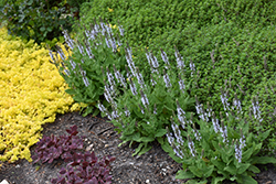 Bumblesky Meadow Sage (Salvia nemorosa 'Bumblesky') at Green Haven Garden Centre
