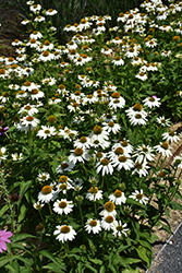 PowWow White Coneflower (Echinacea purpurea 'PowWow White') at Green Haven Garden Centre