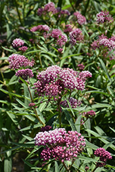 Cinderella Milkweed (Asclepias incarnata 'Cinderella') at Green Haven Garden Centre