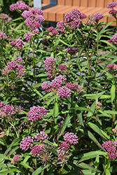 Cinderella Milkweed (Asclepias incarnata 'Cinderella') at Green Haven Garden Centre