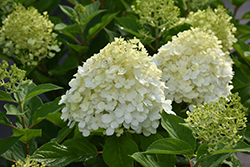 Fire Light Tidbit Hydrangea (Hydrangea paniculata 'SMNHPK') at Green Haven Garden Centre