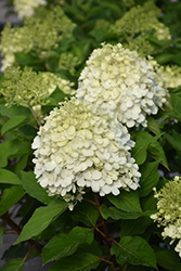 Little Lime Punch Hydrangea (Hydrangea paniculata 'SMNHPH') at Green Haven Garden Centre