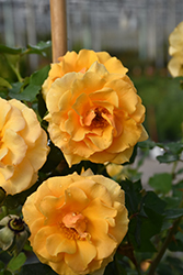 Rise Up Amberness Rose (Rosa 'CHEWAMBERNESS') at Green Haven Garden Centre