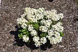Tiny Quick Fire Hydrangea (Hydrangea paniculata 'SMNHPSB') at Green Haven Garden Centre