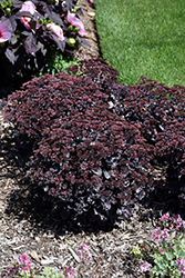 Rock 'N Grow Back in Black Stonecrop (Sedum 'Back In Black') at Green Haven Garden Centre