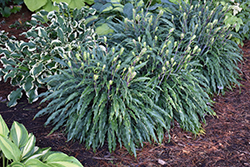 Silly String Hosta (Hosta 'Silly String') at Green Haven Garden Centre
