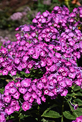 Garden Girls Cover Girl Garden Phlox (Phlox paniculata 'Cover Girl') at Green Haven Garden Centre