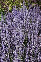 Sage Advice Russian Sage (Perovskia atriplicifolia 'Sage Advice') at Green Haven Garden Centre