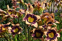 Inkheart Daylily (Hemerocallis 'Inkheart') at Green Haven Garden Centre