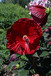 Summerific Cranberry Crush Hibiscus (Hibiscus 'Cranberry Crush') at Green Haven Garden Centre