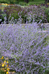Crazy Blue Russian Sage (Perovskia atriplicifolia 'Crazy Blue') at Green Haven Garden Centre