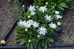 Carpet Angel Daisy (Leucanthemum x superbum 'Carpet Angel Daisy') at Green Haven Garden Centre