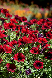 Supertunia Black Cherry Petunia (Petunia 'USTUN3003') at Green Haven Garden Centre