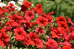 Supertunia Really Red Petunia (Petunia 'Sunremi') at Green Haven Garden Centre