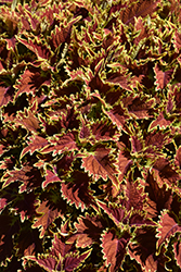 Copperhead Coleus (Solenostemon scutellarioides 'Copperhead') at Green Haven Garden Centre