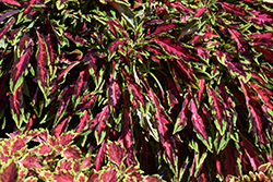 Spitfire Coleus (Solenostemon scutellarioides 'Spitfire') at Green Haven Garden Centre